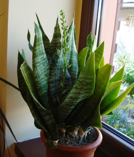 o prima tija - sansevieria