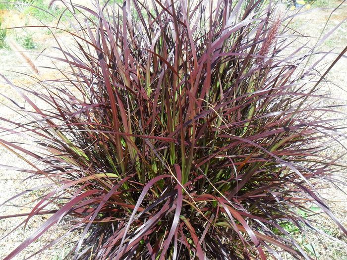 pennisetum rubrum