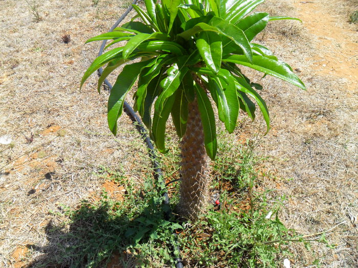 pachypodium lamerei