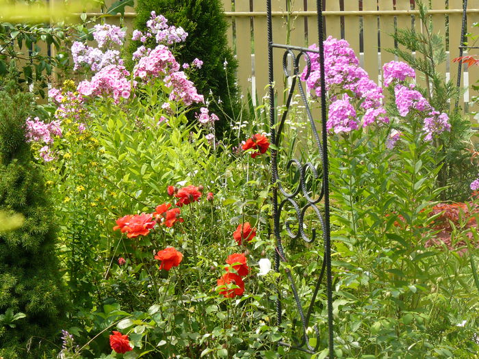 Phlox_10iulie2014 - Gradina rozelor_2014