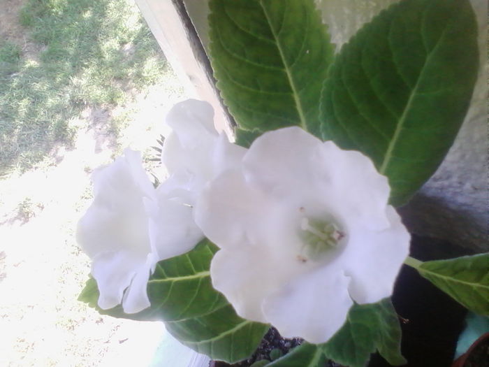 Picture 751 - gloxinia 2014