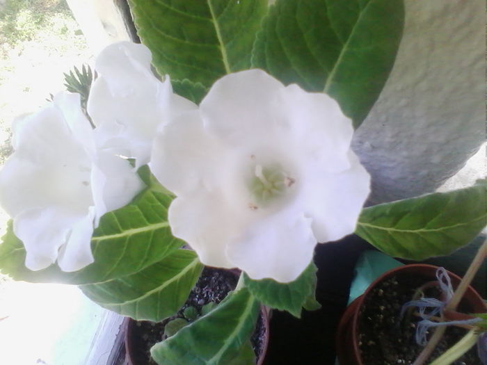 Picture 752 - gloxinia 2014