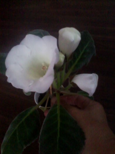 gloxi alb simplu - gloxinia 2014