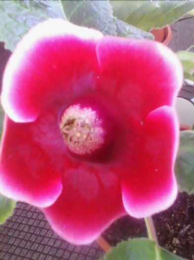 Picture 727 - gloxinia 2014