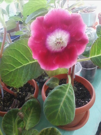 rosu tigrat