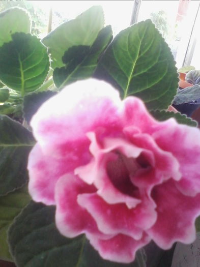 rokoko pink