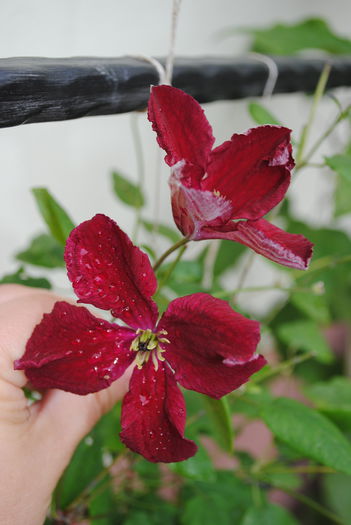 clematis Vitiwester