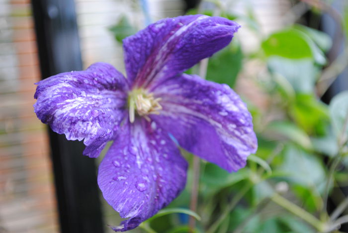 clematis Tie Dye