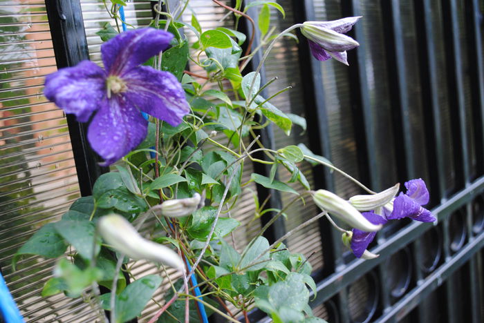 clematis Tie Dye