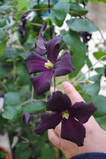 clematis Romantika