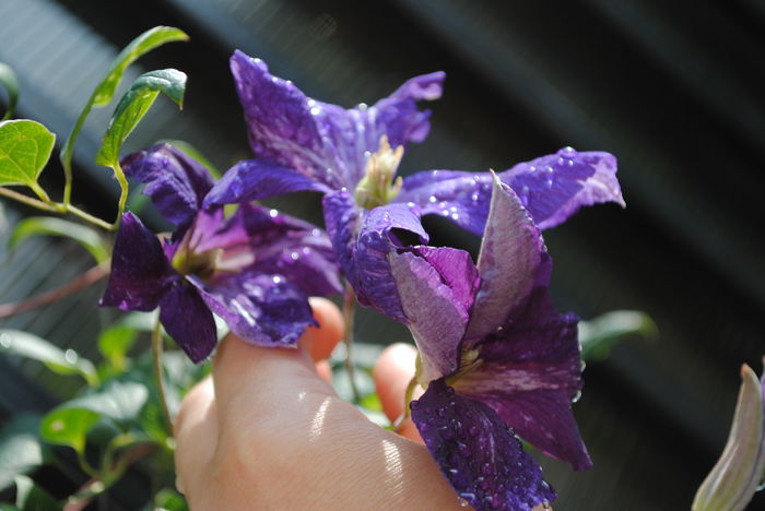 clematis Tie Dye