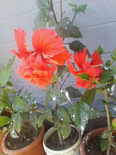 Picture 737 - hibiscusi 2014