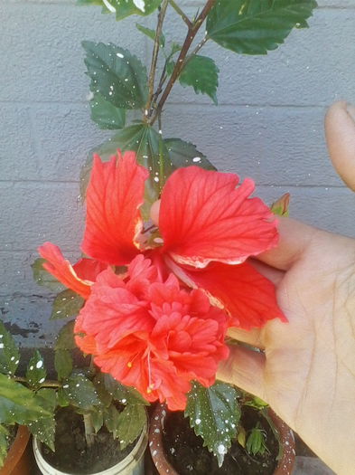 Picture 738 - hibiscusi 2014