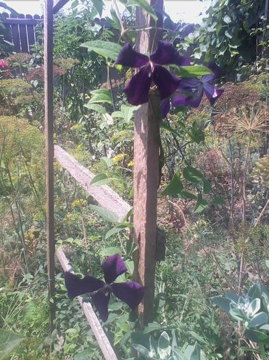 primita la schimb de la Multeflorimulte culori