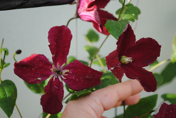 clematis Vitiwester