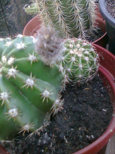 Fotografie3246 - cactusi