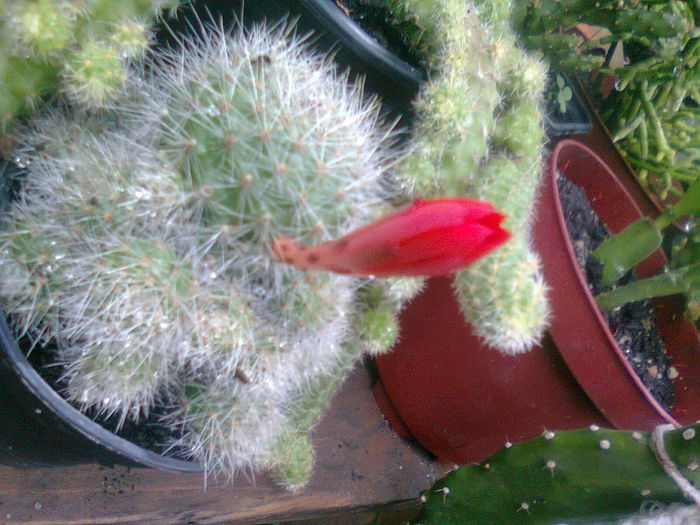 Fotografie3130 - cactusi
