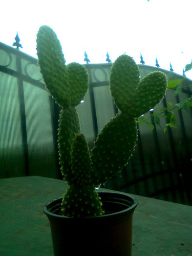 Fotografie3131 - cactusi