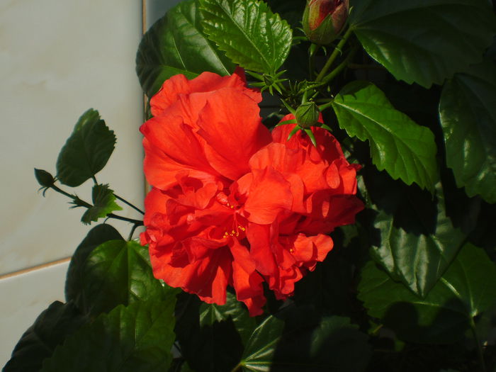 P6290040 - flori 2