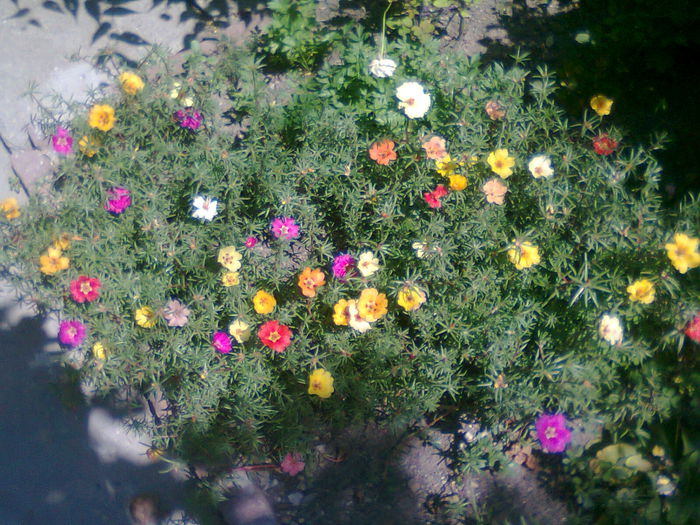 Fotografie3241 - flori de piatra