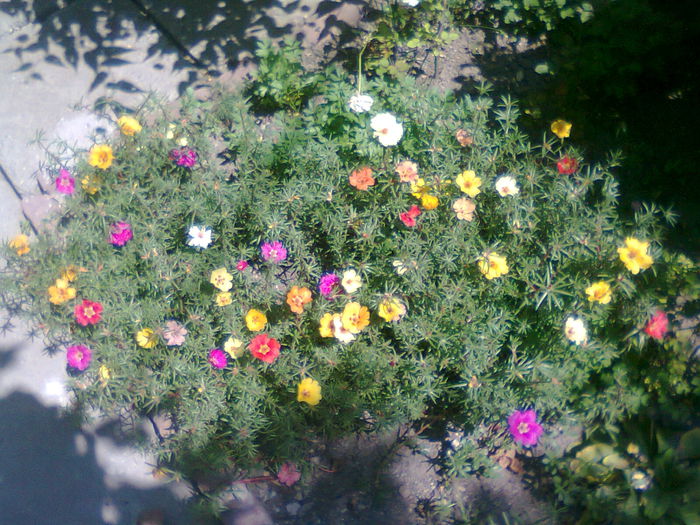 Fotografie3242 - flori de piatra