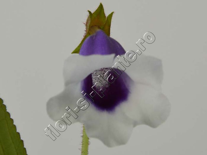 Sinningia Carangola - GLOXINIA _ SINNINGIA__NEWS 2014