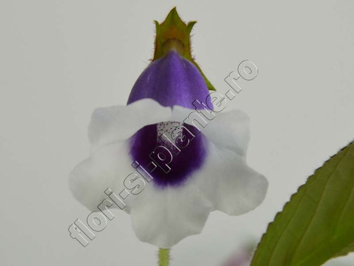 Sinningia Carangola - GLOXINIA _ SINNINGIA__NEWS 2014