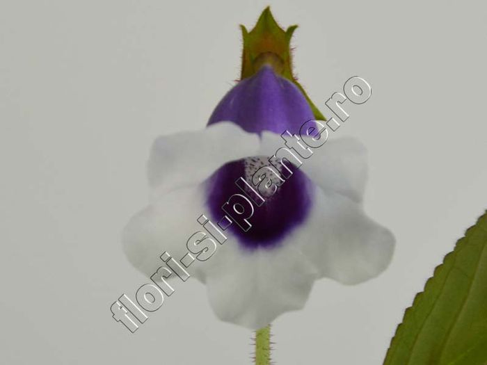 Sinningia Carangola - GLOXINIA _ SINNINGIA__NEWS 2014