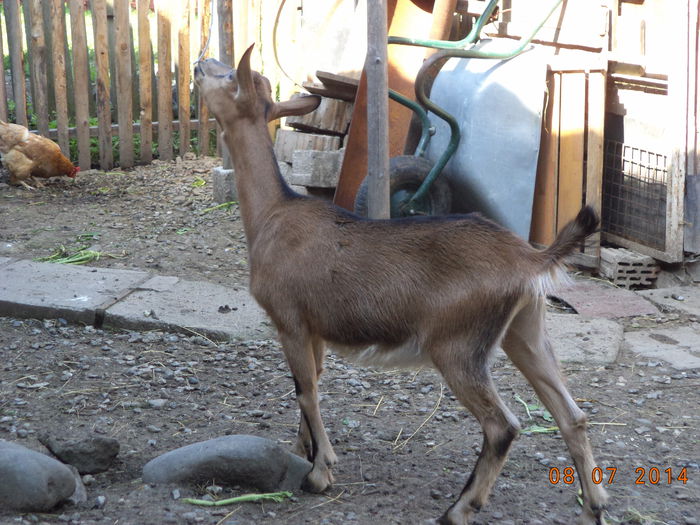 Caprioara Alpina - Iezii Alpina Franceza si stramosul lor Capra aegagrus