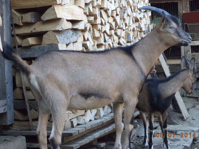 Cezar ,Cezar - Iezii Alpina Franceza si stramosul lor Capra aegagrus