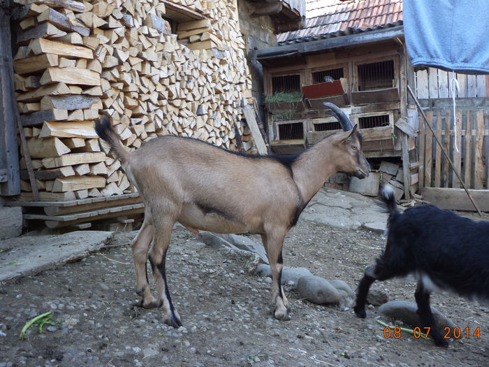 Cezar in calduri; Trebuie sa il separ de iedute peste vreo luna
