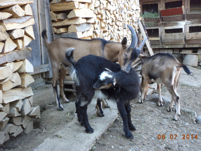 Cezar scarpina pe Negruta