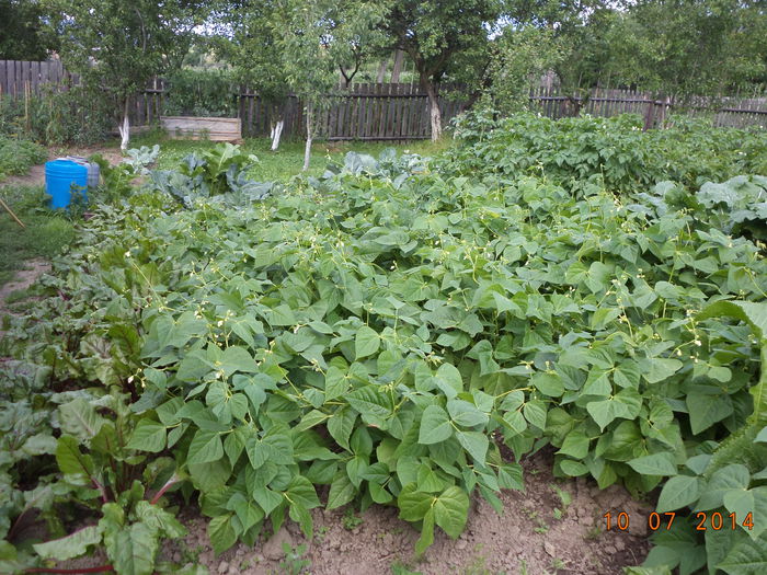 Fasolea si cartofii in gradina-1