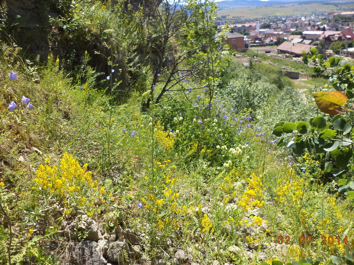 Flori pe o rapa abrupta