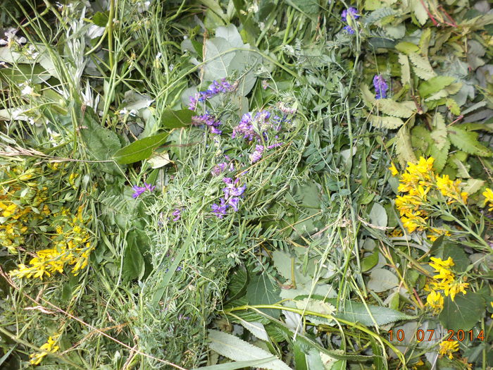 Flori si frunze pt caprite-54; Cu cat mananca mai variat capritele , cu atat sant mai sanatoase , ca si  omul
