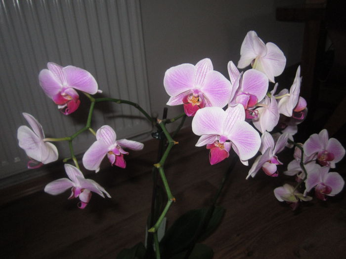 IMG_2756 - orhidee