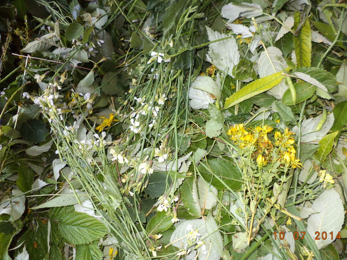 Frunze si flori pt Alpine-67