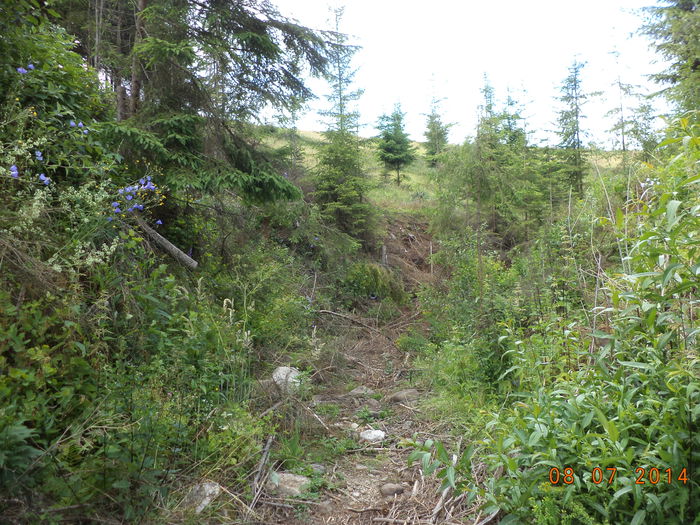 Loc de pasunat-2 - Iezii Alpina Franceza si stramosul lor Capra aegagrus
