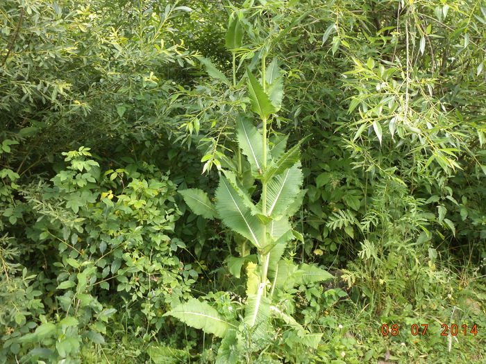 O planta deosebita - Iezii Alpina Franceza si stramosul lor Capra aegagrus