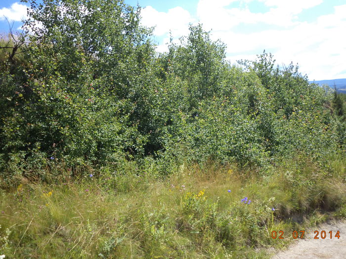 Plopi tremuratori; Ne-a dat Dumnezeu locuri frumoase de gratis,,,
