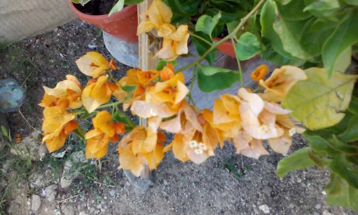 IMG_20140710_163906[1] - BOUGAINVILLEA