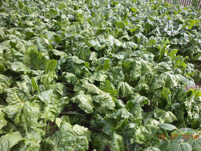 Sfecla pentru capre-657