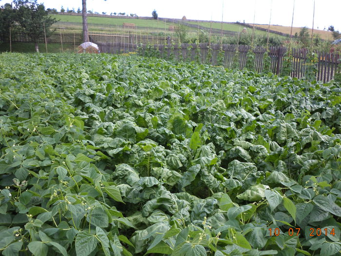 Sfecla pentru capre la iarna