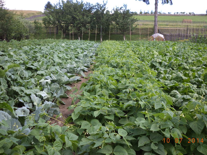 Sfecla si guliile furajere pt caprite