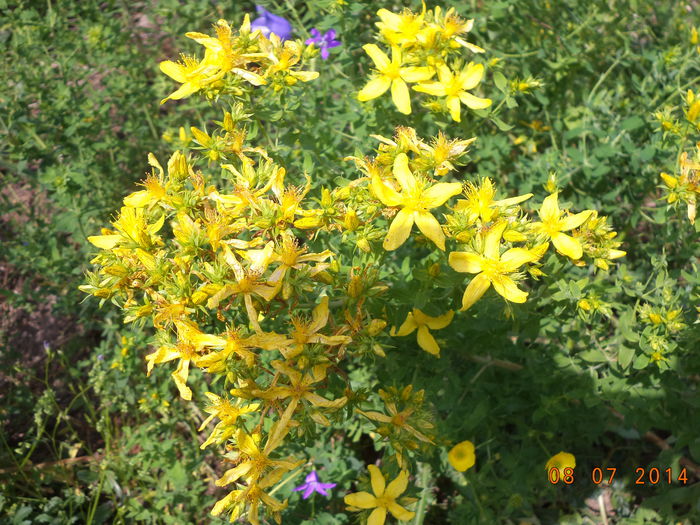 Sunatoare inflorita-2