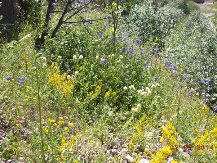 Trifoi alb si clopotei