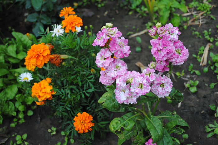mixandre(matthiola incana)&craite - yyy 2014 gradina mea