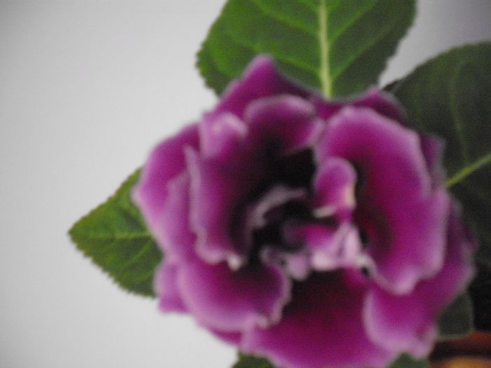 DSCF1352