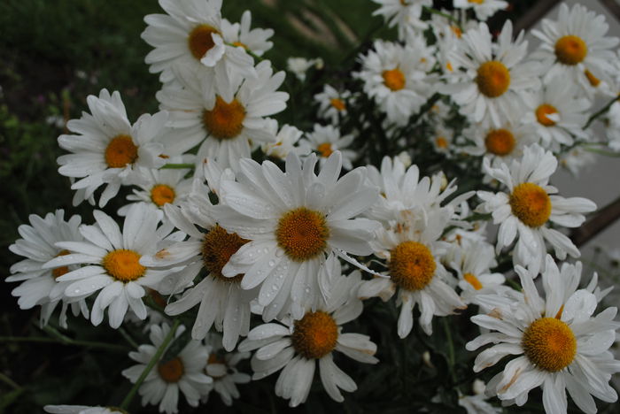  - yyy 2014 gradina mea