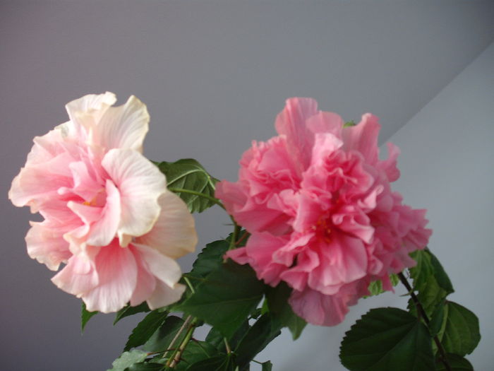 DSCF1338 - HIBISCUS